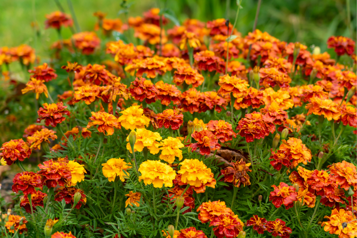 Blüten Mix