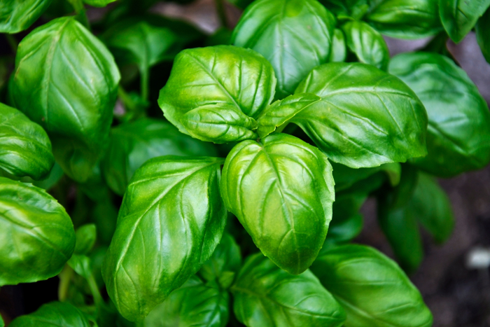 Pesto Pistazie und Minze